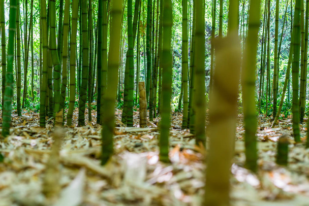 bambusový Les v Arboretum Trsteno, Dalmácie, Chorvatsko - Fotografie, Obrázek