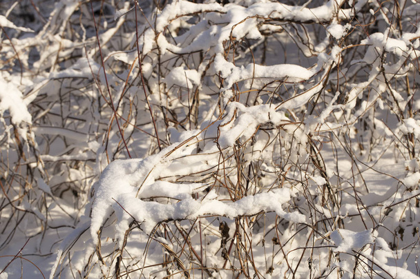 Árboles cubiertos de nieve después de una ventisca. Naturaleza en invierno. Bosque de Navidad
. - Foto, Imagen