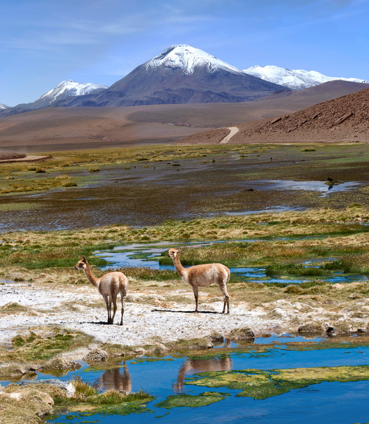 Vicuñas graze in the Atacama, Volcanoes Licancabur and Juriques - Fotoğraf, Görsel