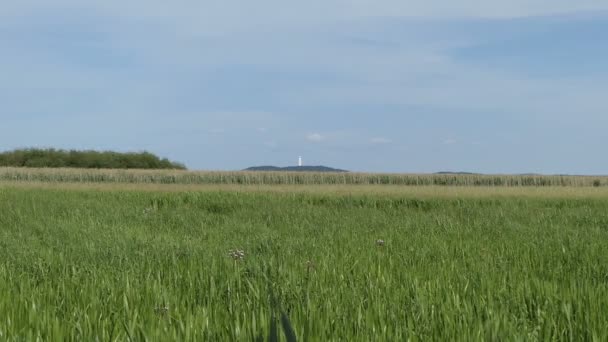 ナベルランド(ドイツ)のゲルペ湖の沼地のリードと花。背景に町ライノウのテレビ塔. - 映像、動画