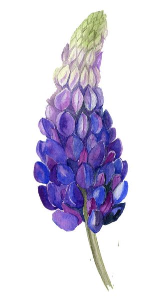 Niebieski Kwiat Lupine, akwarela botaniczna ilustracja - Zdjęcie, obraz