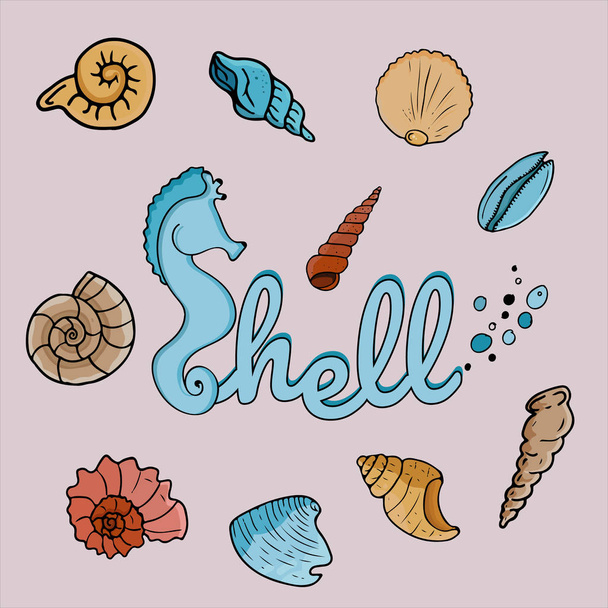 A variety of vector shells made in the same style. Hand-drawn. - Vector, imagen