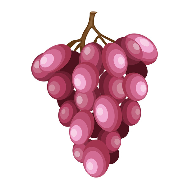 Bunch of rose grapes, vector illustration - ベクター画像