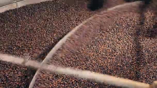 Seeds of coffee are being mingled by a factory tool - Séquence, vidéo