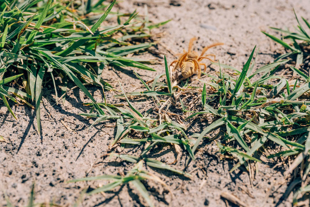 Falange de araña amarilla arrastrándose sobre tierra seca. Insectos en la naturaleza. Una gran araña de color claro
. - Foto, imagen