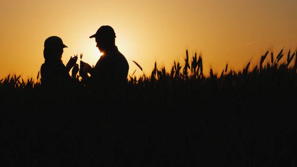 Silhouettes de deux agriculteurs dans un champ de blé regardant des épis de maïs - Photo, image