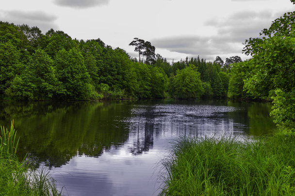 Лісовий ставок в похмуру погоду
 - Фото, зображення
