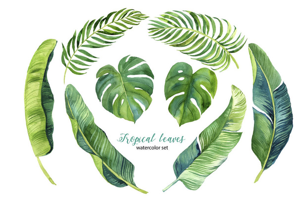 conjunto de aquarela folhas de palma tropical desenhadas à mão
 - Foto, Imagem