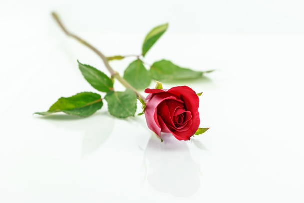 punainen ruusu eristetty varjo vaakasuoraan
  - Valokuva, kuva