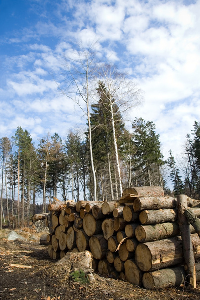 Wood logs in deforest forest - Photo, Image