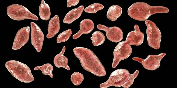Bactérias Mycoplasma genitalium
 - Foto, Imagem