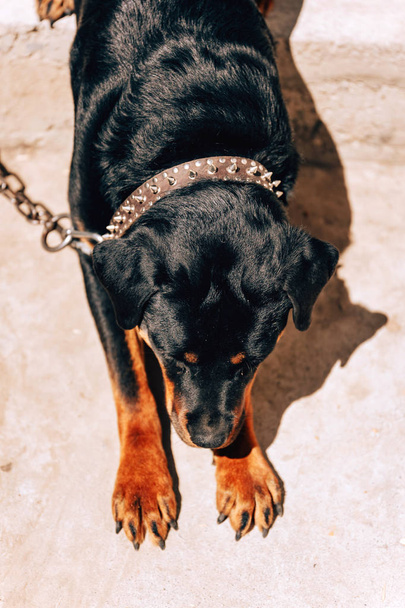 Fekete Rottweiler egy pórázon. Veszélyes otthoni őrség. Rottweiler sárga szemmel. Dühös kutya gallérral - Fotó, kép