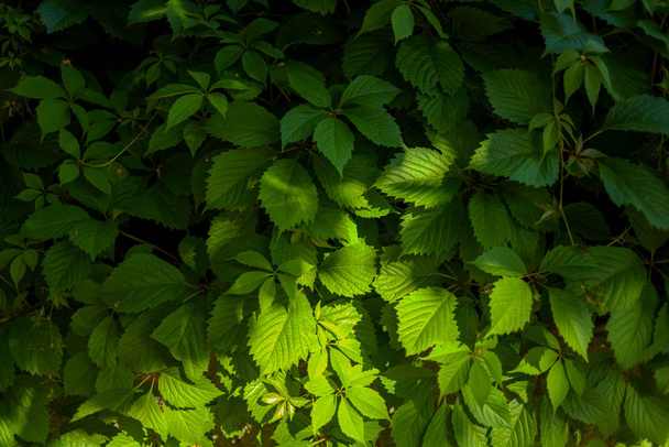 Bulanık yeşil arka bahçede yeşil yaprak closeup doğa görünümü - Fotoğraf, Görsel
