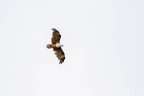 Red eagle fly on the sky in nature at thailand - Photo, Image