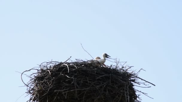 ヨーロッパの白いコウノトリのカブ - チコニアチコニア - 巣の中で  - 映像、動画