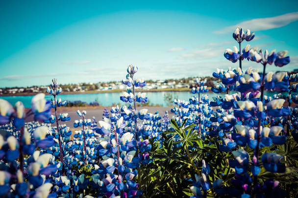 Lupines Flowers w mieście Reykjavik, Islandia. - Zdjęcie, obraz