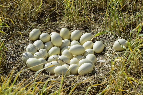 Большие яйца реа в гнезде, Патагония, Аргентина
 - Фото, изображение