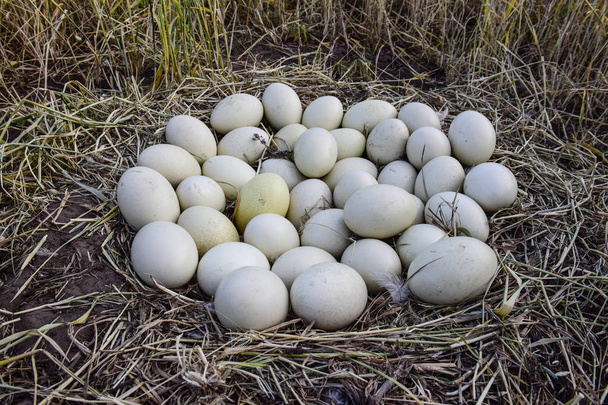 Mayores huevos de Ñandú en nido, Patagonia, Argentina
 - Foto, imagen