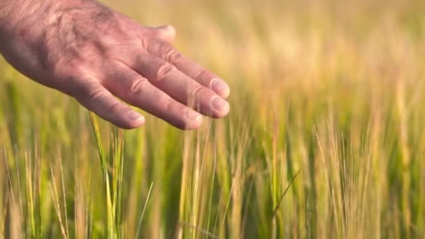 Ανώτερος ενήλικος αγρότης χέρι αίσθημα η κορυφή ενός πεδίου της καλλιέργειας κριθαριού στο ηλιοβασίλεμα. Έννοια της συγκομιδής της γεωργίας. - Πλάνα, βίντεο