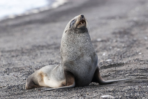 Etelämantereen turkistiiviste, Arctophoca gazella, rannalla
 - Valokuva, kuva