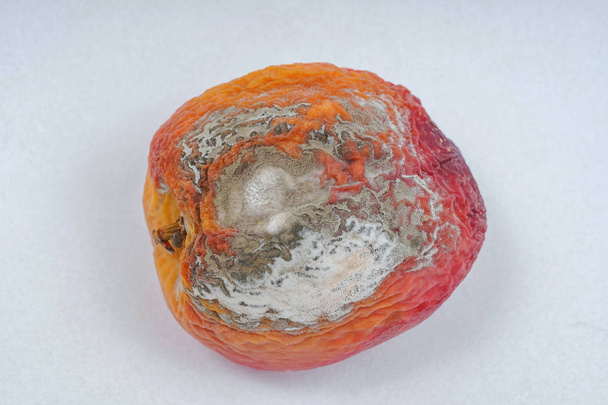 Verwende perzik met schimmel op een witte achtergrond. Rotte rijpe abrikoos op een witte achtergrond. Onjuiste opslag van fruit. Sporen van fruit schimmel - Foto, afbeelding