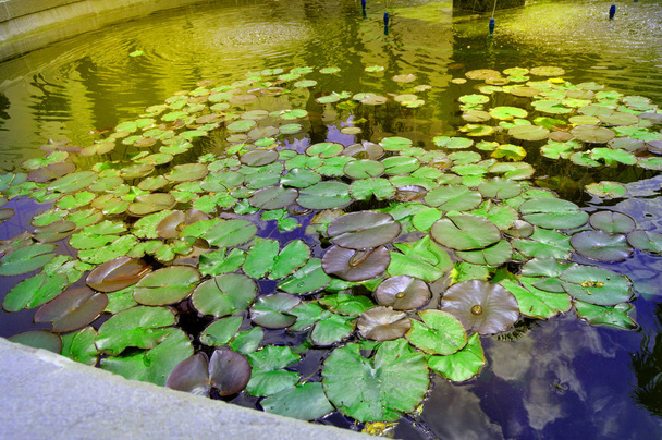 Lagoa bonita com água Lily planta, fundo
 - Foto, Imagem