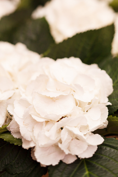 White hydrangea - Valokuva, kuva