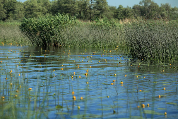  flores lírio de água amarelo na água azul
 - Foto, Imagem