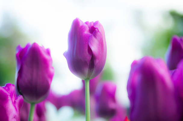 Színes lila tulipán és fehér nárcisz a kertben közelről - Fotó, kép