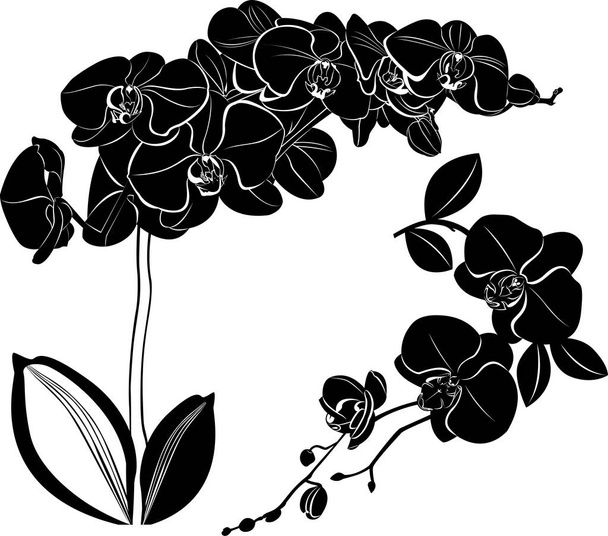 Vector Orchid. Izolowane storczyki ilustracji element na białym tle. - Wektor, obraz