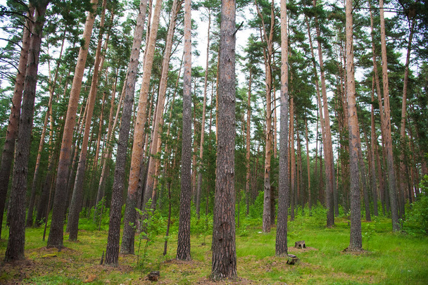Summer Pine Forest - Valokuva, kuva