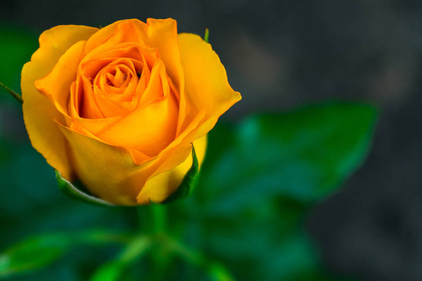 Virág fényes sárga rózsák a kertben. - Fotó, kép