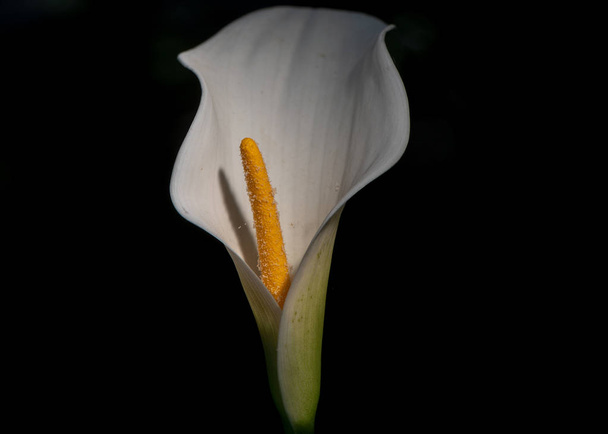 Sexy white calla lilly  - Foto, Imagen