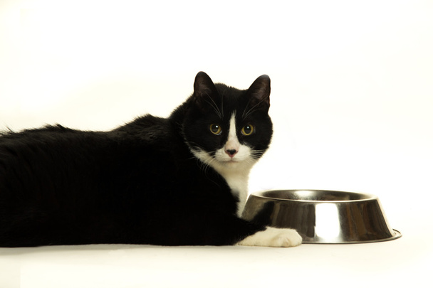 Товста кішка на дієті
 - Фото, зображення