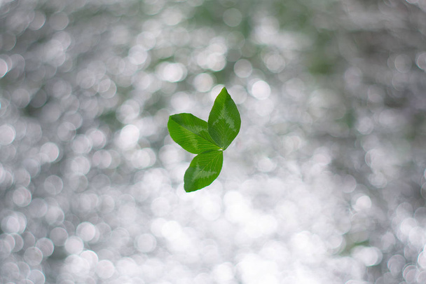 Clover leaf on silver bokeh background. St.Patrick 's Day - Φωτογραφία, εικόνα