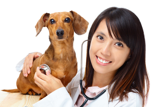 Veterinarian with dachshund dog - Photo, Image
