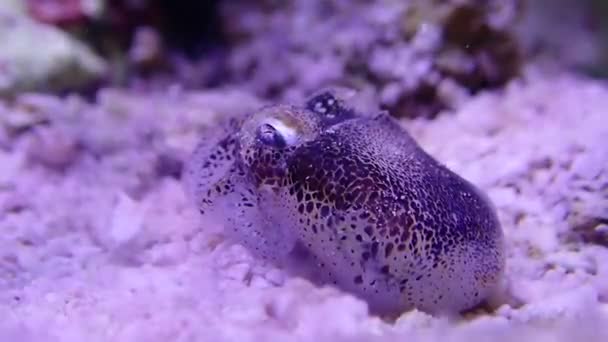 Macro Video of European common cuttlefish - (Sepia officinalis) - Footage, Video