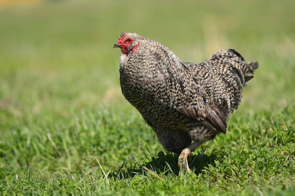 Una imagen de pollo ecológico en una granja avícola
. - Foto, imagen