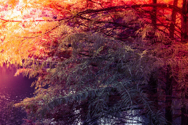 Herbst Baum trockene Blatt Textur und Hintergrund Textur - Foto, Bild