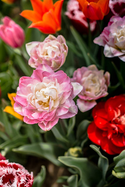 Beautiful tulips flower in tulip field in spring - Φωτογραφία, εικόνα
