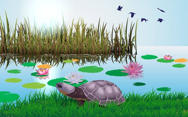 żółwia na bagnach w ciągu dnia - Wektor, obraz
