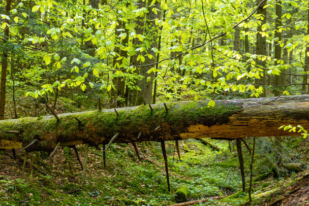 Jasny kolorowy zielony mech na pniu drzewa na Polanie drewna - Zdjęcie, obraz