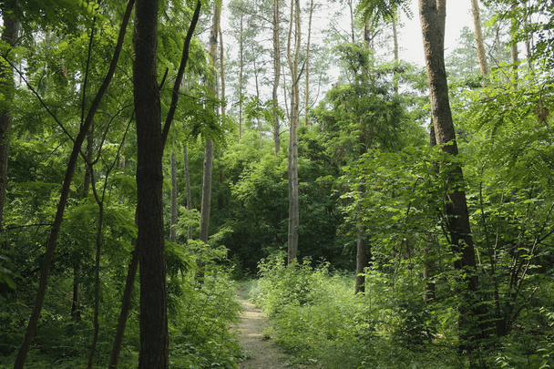 Letní krajina, opadavé stromy a borovice. Denní světlo slunce prochází listím - Fotografie, Obrázek