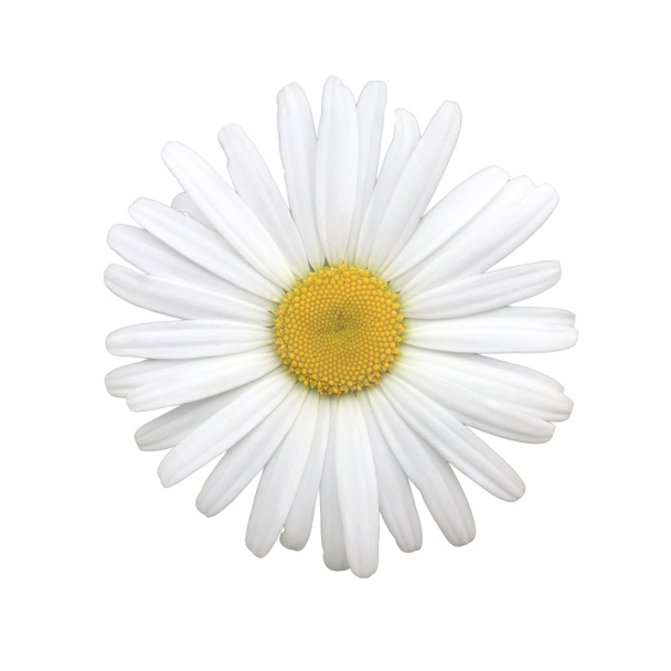 White beautiful chamomile on a white background. Nature in detail, close-up, top view. Is isolated. - Photo, Image