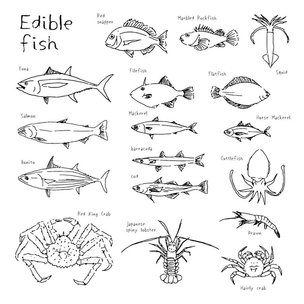 食用魚の種類、手描きスケッチイラスト - ベクター画像