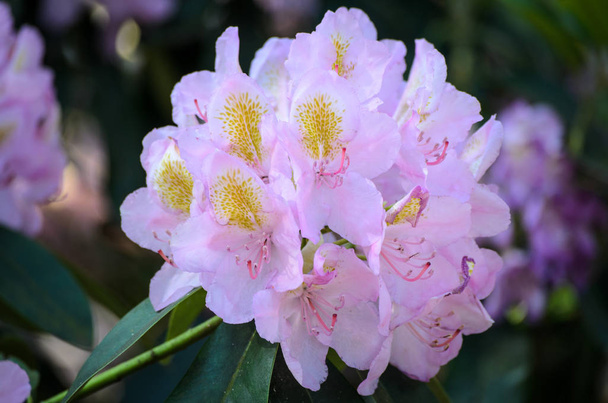 Kvetoucí bílý Rhododendron (druhy Almy mater) v Babitských botě - Fotografie, Obrázek