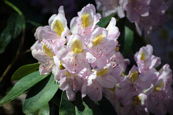 バビテ植物の白いロドデンドロン(母校種)の開花 - 写真・画像