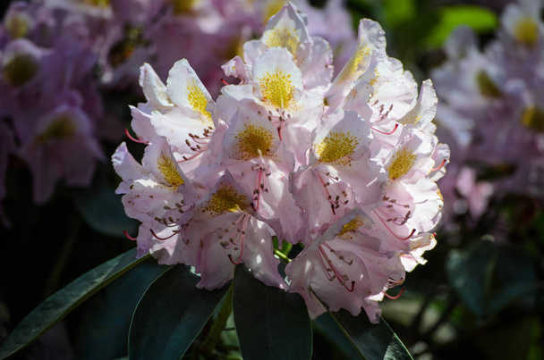 Bloeiende witte Rhododendron (Alma Mater species) in Babites Bota - Foto, afbeelding