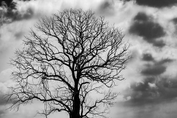 暗い灰色の空と白い雲の背景にシルエットの死の木は、怖い、死、平和の概念のための背景。ハロウィーンの日の背景。白黒のアートとドラマチック。絶望と絶望の概念. - 写真・画像