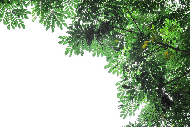 Closeup Green leaf op witte achtergrond van bestand met uitknippad geïsoleerd . - Foto, afbeelding